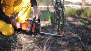 Best Tree Mulching  in Decordova, TX