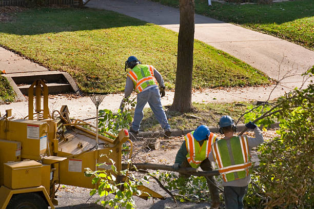 Decordova, TX Tree Removal Company